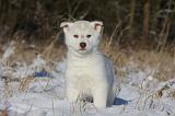 SIBERIAN HUSKY 759